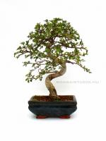 Ulmus parvifolia- Kínai szil 15S (15 cm-es tálban)
