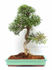 Kínai szil bonsai türkiz mázas tálban