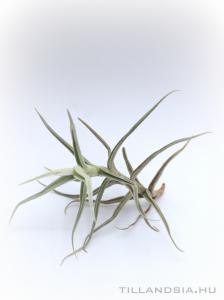 Tillandsia paleacea - kötözetlen
