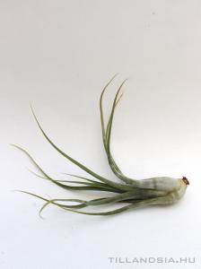 Tillandsia paucifolia - kötözetlen